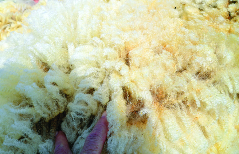 Storing and Processing Wool Mother Earth News